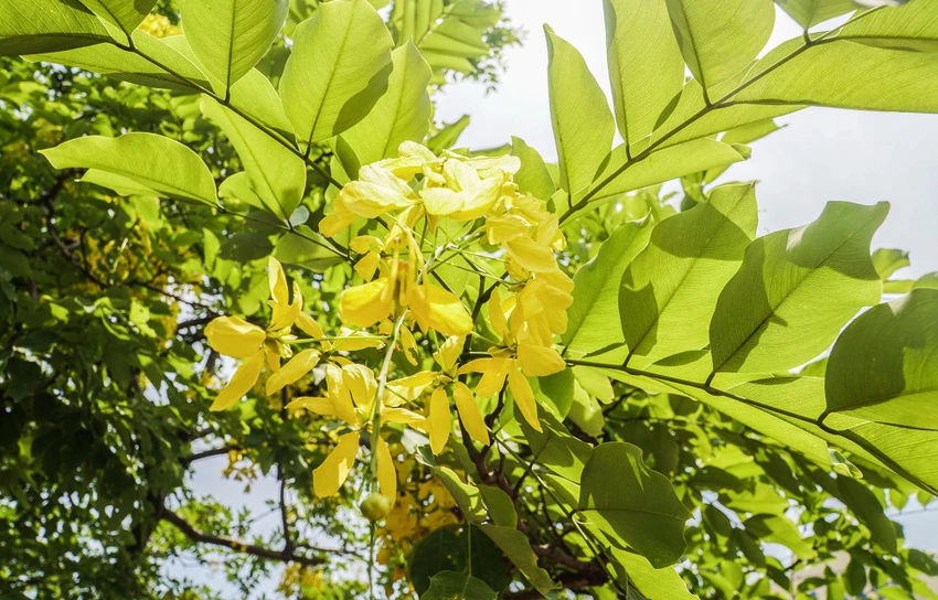 Cây cũng được trồng nhiều ở đô thị như: Nha Trang, Đà Lạt, Đà Nẵng, TP.HCM... Cây cũng được trồng nhiều ở đô thị như: Nha Trang, Đà Lạt, Đà Nẵng, TP.HCM...