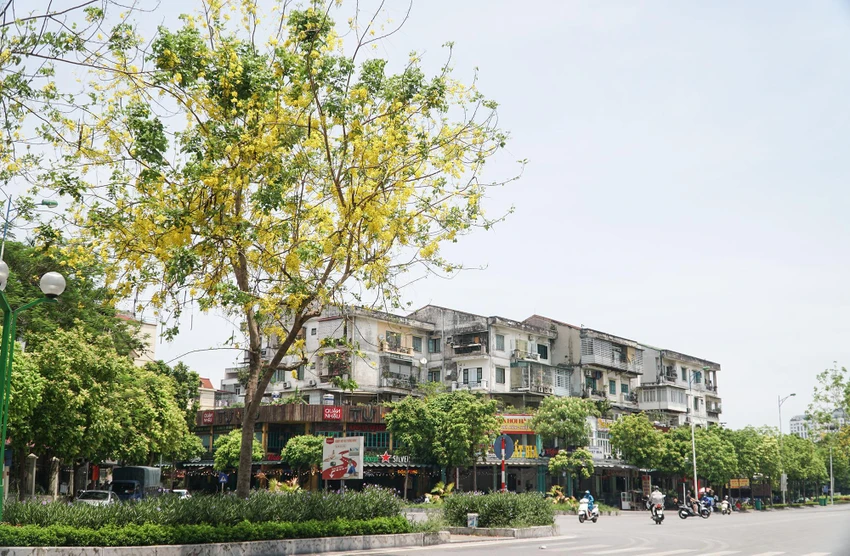 Muồng hoàng yến là loài cây có hoa màu vàng, vốn là quốc hoa của Thái Lan. Vài năm trở lại đây loài cây này được trồng nhiều ở Hà Nội. Muồng hoàng yến là loài cây có hoa màu vàng, vốn là quốc hoa của Thái Lan. Vài năm trở lại đây loài cây này được trồng nhiều ở Hà Nội.