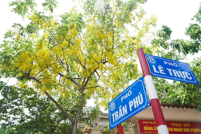 Một cây ở ngã tư Lê Trực - Trần Phú đang trong thời kỳ ra hoa rực rỡ. Một cây ở ngã tư Lê Trực - Trần Phú đang trong thời kỳ ra hoa rực rỡ.