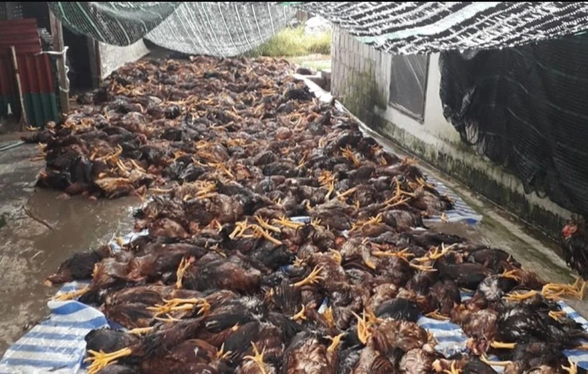 Hơn 6000 con gà bị chết do sét đánh. Ảnh CTV