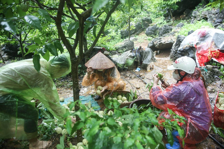 Sau khi thu hái, na được tập kết, phân loại và xếp vào thúng để gánh xuống chợ. Được biết, vào tối 9-9 tới đây, Hội chợ Na Chi Lăng năm 2022 sẽ được khai mạc tại Trung tâm Giới thiệu nông sản huyện Chi Lăng để quảng bá rộng rãi thương hiệu sản phẩm đến tay người tiêu dùng.