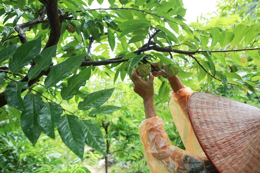Dù thời tiết những ngày gần đây ở miền Bắc mưa nặng hạt, nhưng người dân nơi đây vẫn khoác áo mưa, đội nói mũ... để đi hái na, kịp cho thương lái thu mua.