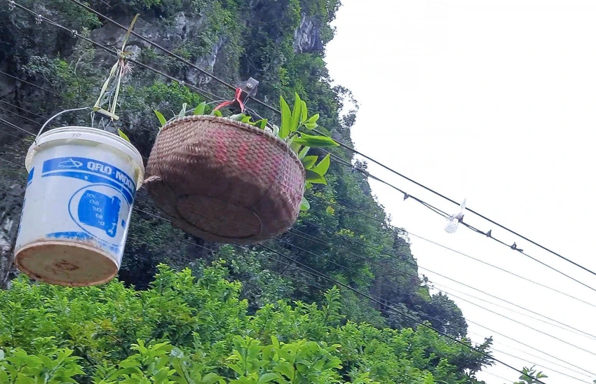 Đến Chi Lăng, tỉnh Lạng Sơn vào những ngày này không khó để được tận mắt chứng kiến những thúng na đang đu dây cáp “bay vèo” từ trên núi xuống. Trình duyệt của bạn không hỗ trợ hiển thị video.