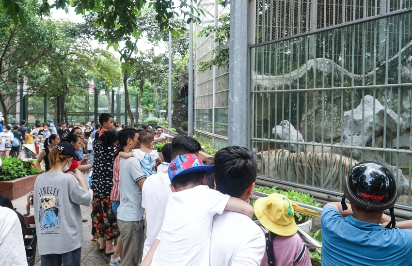 Đại diện Công ty TNHH MTV Vườn thú Hà Nội cho biết, dự kiến đón khoảng 150.000 lượt khách đến tham quan và đột biến có thể cao hơn.
