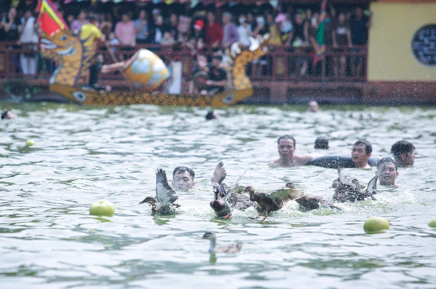 Trên bờ, người dân thi nhau ném hàng trăm quả bưởi xuống ao để đuổi cho vịt bơi tứ tán, "làm khó" những người đang bơi để bắt vịt dưới hồ. Trên bờ, người dân thi nhau ném hàng trăm quả bưởi xuống ao để đuổi cho vịt bơi tứ tán, "làm khó" những người đang bơi để bắt vịt dưới hồ.