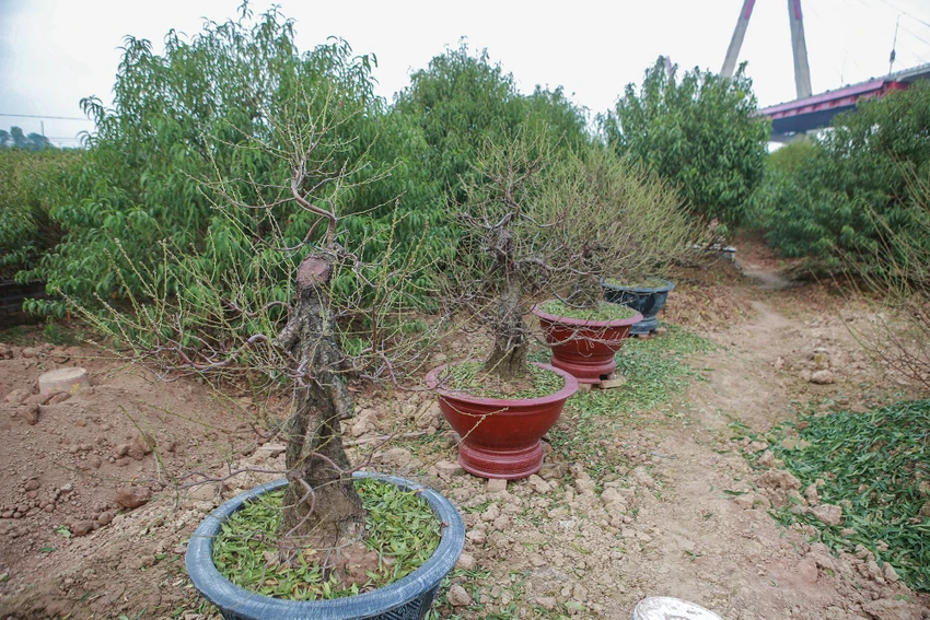 Một số người tuốt lá đào lâu năm ở đây cũng cho hay, nghề trồng đào thường phụ thuộc nhiều vào thời tiết nhưng nếu có kỹ năng tuốt lá vẫn có thể thành công. Thời tiết và bàn tay con người là yếu tố tác động để hoa nở. Một số người tuốt lá đào lâu năm ở đây cũng cho hay, nghề trồng đào thường phụ thuộc nhiều vào thời tiết nhưng nếu có kỹ năng tuốt lá vẫn có thể thành công. Thời tiết và bàn tay con người là yếu tố tác động để hoa nở.