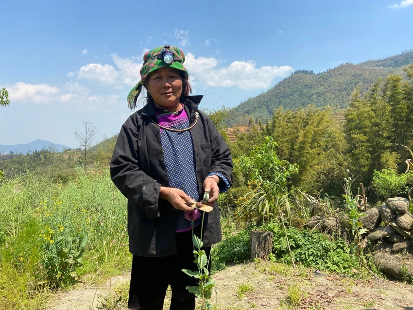 Má Thị Phính khai nhận, toàn bộ số cây thuốc phiện được trồng để bán kiếm lời. Ảnh CACC Má Thị Phính khai nhận, toàn bộ số cây thuốc phiện được trồng để bán kiếm lời. Ảnh CACC