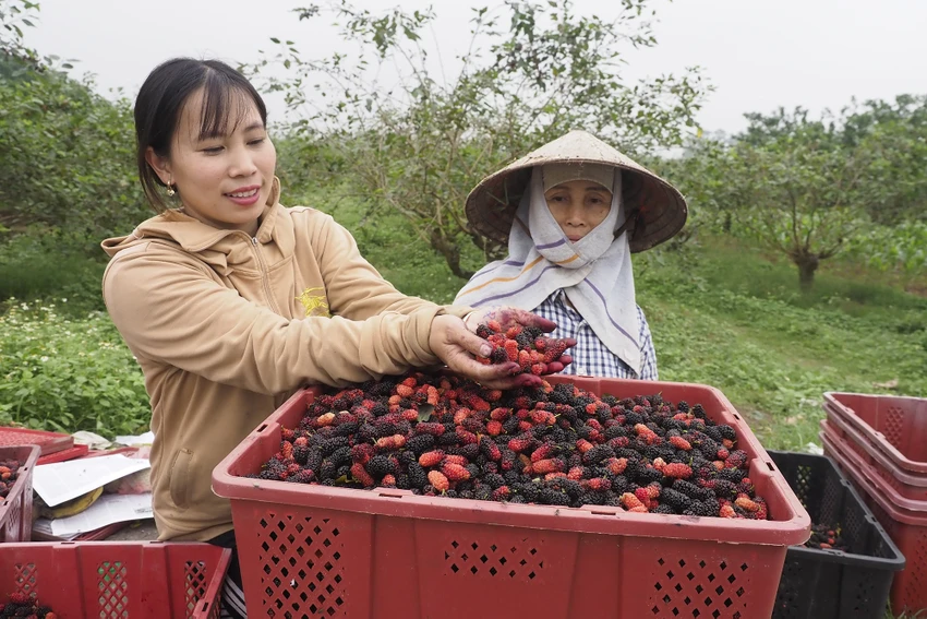 Tính chung cả xã Hiệp Thuận hiện có 20ha đất trồng màu, xen canh cây dâu tằm như vậy. Đây là kết quả 8 năm phát triển nghề trồng dâu tằm ở địa phương này, mà người dân thấy hiệu quả kinh tế hơn hẳn việc chỉ trồng màu hay trồng lúa. Tính chung cả xã Hiệp Thuận hiện có 20ha đất trồng màu, xen canh cây dâu tằm như vậy. Đây là kết quả 8 năm phát triển nghề trồng dâu tằm ở địa phương này, mà người dân thấy hiệu quả kinh tế hơn hẳn việc chỉ trồng màu hay trồng lúa.