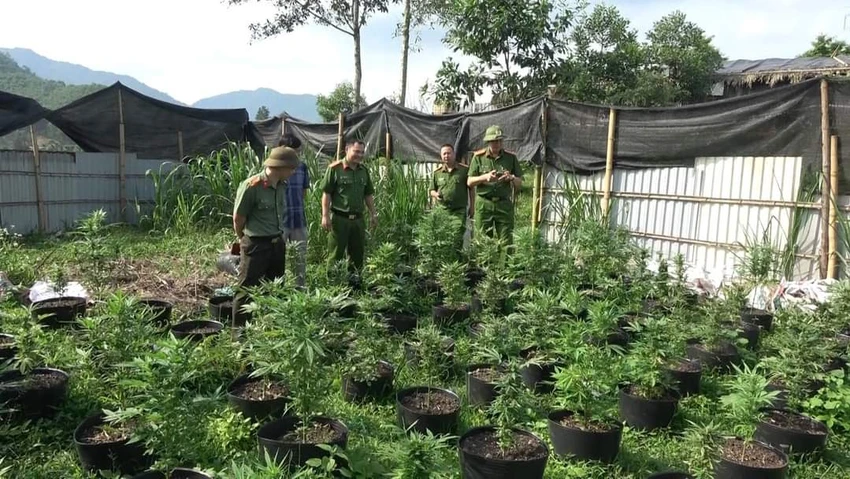Những cây cần sa trồng trong chậu nhựa, được rào tôn kín đáo. Ảnh: CA Những cây cần sa được trồng trong chậu nhựa, được quây tôn kín đáo