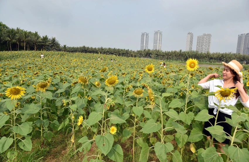 Chị Huyền (Thanh Xuân, Hà Nội) chia sẻ, sau khi thấy hình ảnh đồi hoa nở rộ tại Hưng Yên, chị đã tìm tới nơi đây để chụp lại những bức ảnh đẹp nhất khoe bạn bè.