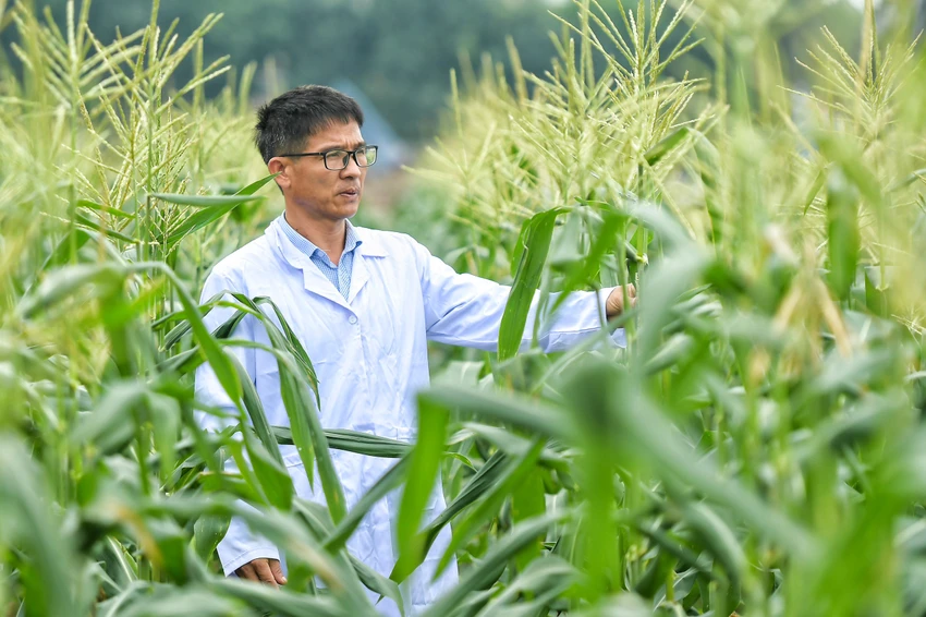 Thạc sĩ Nguyễn Văn Hà, Phó trưởng Phòng nghiên cứu cây trồng cạn, Viện nghiên cứu và phát triển cây trồng (Học viện Nông nghiệp Việt Nam), cho biết sau gần 7 năm nghiên cứu và phát triển đã cho ra đời giống ngô có thể ăn sống không qua chế biến. Thạc sĩ Nguyễn Văn Hà, Phó trưởng Phòng nghiên cứu cây trồng cạn, Viện nghiên cứu và phát triển cây trồng (Học viện Nông nghiệp Việt Nam), cho biết sau gần 7 năm nghiên cứu và phát triển đã cho ra đời giống ngô có thể ăn sống không qua chế biến.
