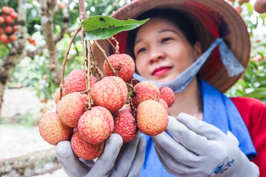 Chương trình đã thu hút du khách đến tham quan, trải nghiệm, mua sắm vải thiều. Chương trình đã thu hút du khách đến tham quan, trải nghiệm, mua sắm vải thiều.