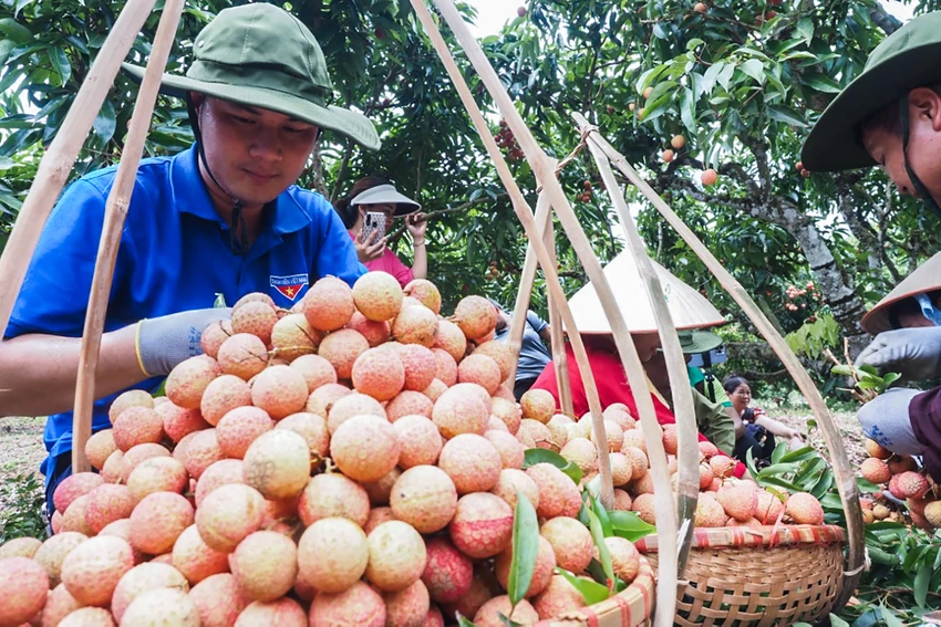 Lục Ngạn vốn là một trong những địa phương có điều kiện về đất đai, khí hậu thuận lợi để hình thành, phát triển thành vùng cây ăn quả đặc sản nổi tiếng, nhất là quả vải. Lục Ngạn vốn là một trong những địa phương có điều kiện về đất đai, khí hậu thuận lợi để hình thành, phát triển thành vùng cây ăn quả đặc sản nổi tiếng, nhất là quả vải.