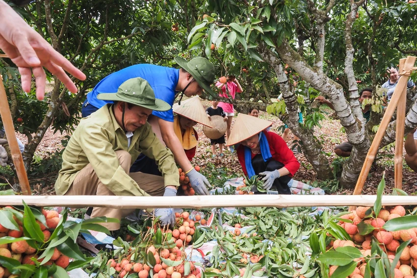 Để kết hợp tiềm năng du lịch và đặc sản của quê hương, UBND huyện vừa tổ chức chương trình du lịch “Lục Ngạn mùa vải chín”, với chủ đề “Tinh hoa trái cây Việt - Đặc sản Việt Nam đạt kỷ lục châu Á”. Chương trình với nhiều hoạt động phong phú, đa dạng, hấp dẫn trong đó có tổ chức thi hái, bó và đóng vải... để du khách tham quan, trải nghiệm và thưởng thức. Để kết hợp tiềm năng du lịch và đặc sản của quê hương, UBND huyện vừa tổ chức chương trình du lịch “Lục Ngạn mùa vải chín”, với chủ đề “Tinh hoa trái cây Việt - Đặc sản Việt Nam đạt kỷ lục châu Á”. Chương trình với nhiều hoạt động phong phú, đa dạng, hấp dẫn trong đó có tổ chức thi hái, bó và đóng vải... để du khách tham quan, trải nghiệm và thưởng thức.