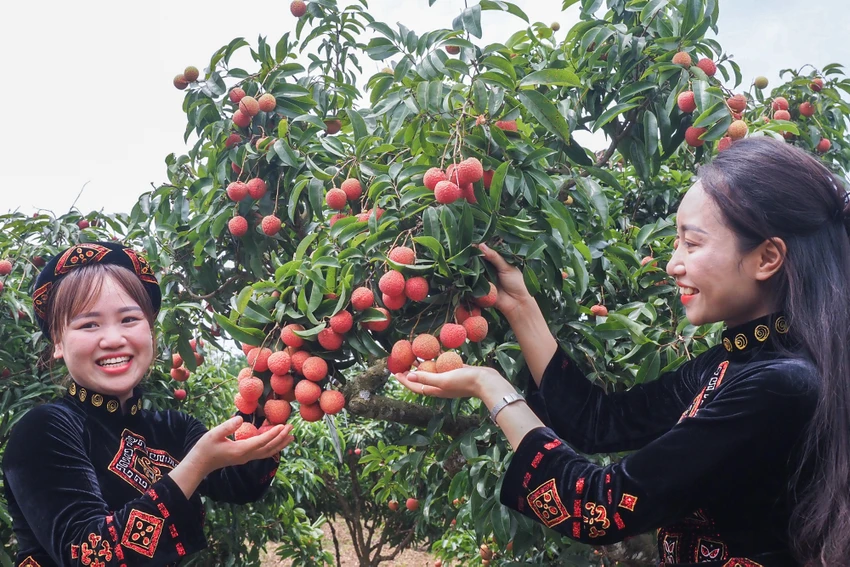 Chương trình du lịch mùa vải năm nay diễn ra từ tháng 5 đến tháng 7-2023, tại các điểm du lịch, thắng cảnh, nhà vườn tiêu biểu, đáp ứng tiêu chí phục vụ kinh doanh du lịch. Chương trình du lịch mùa vải năm nay diễn ra từ tháng 5 đến tháng 7-2023, tại các điểm du lịch, thắng cảnh, nhà vườn tiêu biểu, đáp ứng tiêu chí phục vụ kinh doanh du lịch.