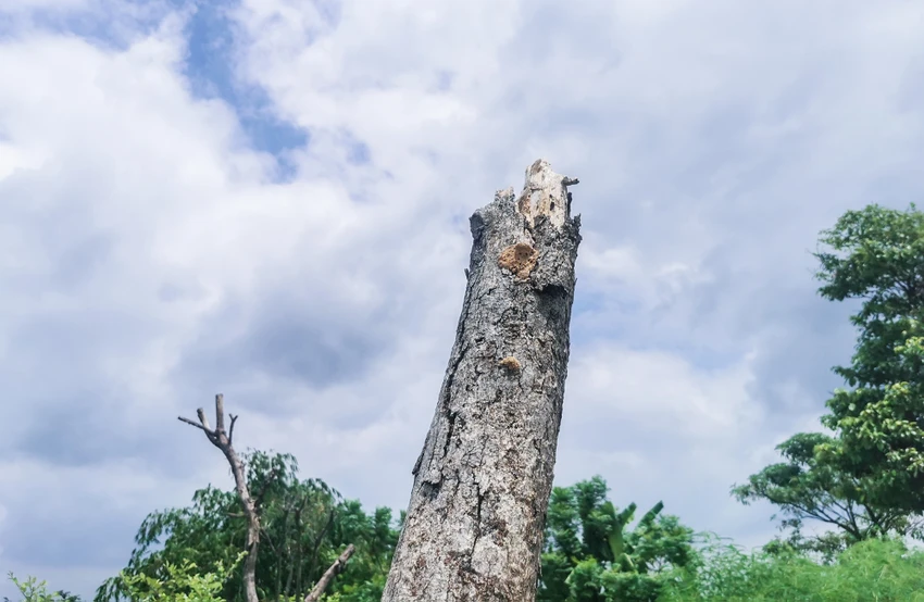 Một cây đã mất ngọn do chết lâu ngày. Ảnh PHI HÙNG Một cây đã mất ngọn do chết lâu ngày. Ảnh PHI HÙNG