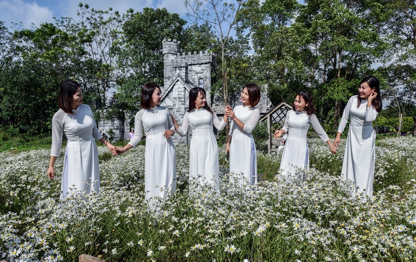 cúc họa mi