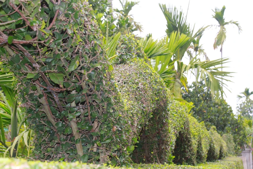 linh-vat-rong (12).jpg