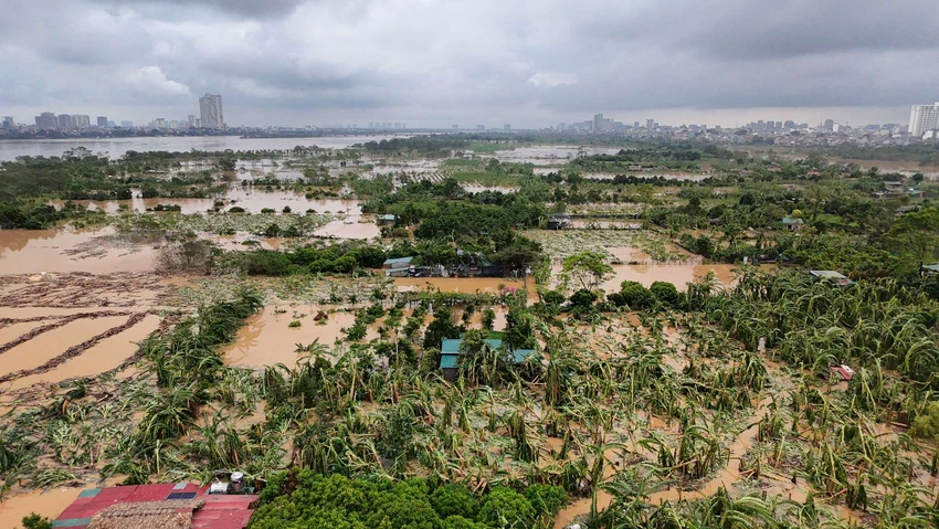 Nhiều hoa màu của người dân tại khu vực bãi giữa đã bị nước nhấn chìm.