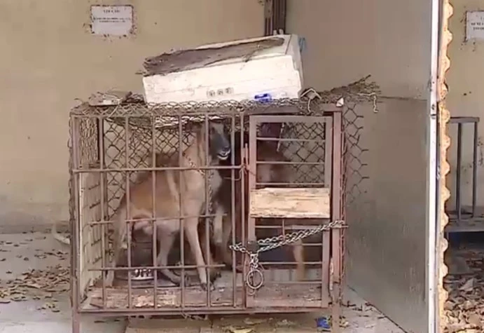 2 con chó becgie tấn công bé gái 5 tuổi