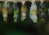 Cái kén bướm và bí mật của cái lỗ nhỏ