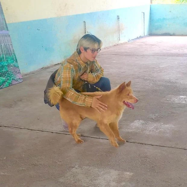 Chú chó Nhật Shiba đóng cậu Vàng trong Lão Hạc gây tranh cãi ảnh 4