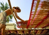 Làng nhang Bình Chánh rực rỡ sắc màu khi vào vụ Tết
