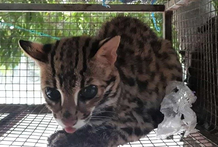 Phát hiện mua bán động vật hoang dã gọi ngay số điện thoại này ảnh 3