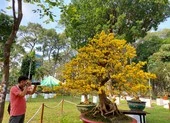 Ngẩn ngơ ngắm ‘cụ’ mai khổng lồ giá 2 tỉ tại Hội hoa xuân 