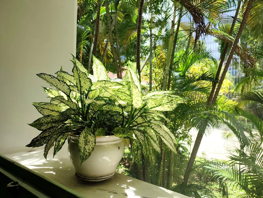Trong Dinh thự Tổng Lãnh sự Pháp có rất nhiều chậu cây xanh nhỏ xinh Trong Dinh thự Tổng Lãnh sự Pháp có rất nhiều chậu cây xanh nhỏ xinh