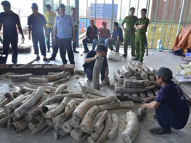Tạm đình chỉ 4 vụ buôn lậu ngà voi vì hết hạn điều tra ảnh 1