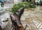 Cây tét nhánh đè trúng hai người đi xe máy ở đường 3/2