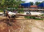 Một cây phượng trong trường học ở Bình Dương lại bật gốc