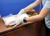 Bắt gần 5kg ma túy trong cá khô và sứa biển xuất đi Australia