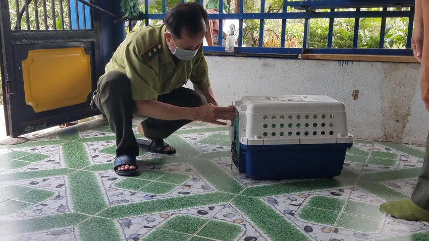 Con khỉ được thổi thuốc mê, đưa về trạm cứu hộ động vật chăm sóc. Ảnh: NT Con khỉ được thổi thuốc mê, đưa về trạm cứu hộ động vật chăm sóc. Ảnh: NT
