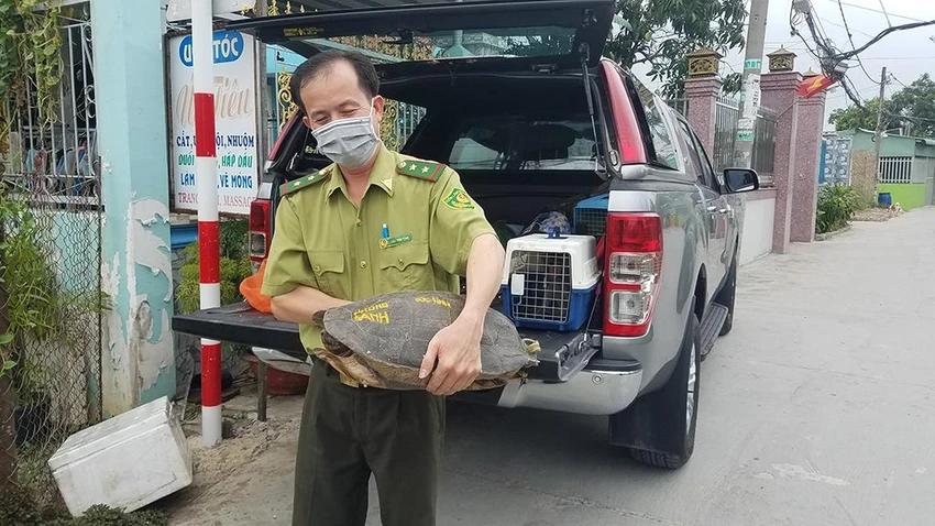 Trong ngày, kiểm lâm TP.HCM cũng tiếp nhận một số cá thể động vật hoang dã đưa về cứu hộ. Ảnh: NT Trong ngày, kiểm lâm TP.HCM cũng tiếp nhận một số cá thể động vật hoang dã đưa về cứu hộ. Ảnh: NT