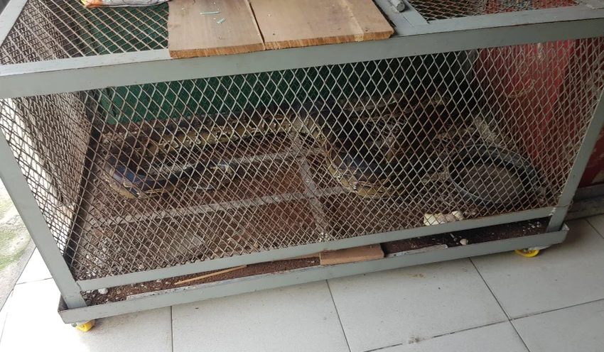 Con trăn sau đó được đưa về trạm cứu hộ động vật hoang dã chăm sóc trước khi thả về tự nhiên. Ảnh: HT Con trăn sau đó được đưa về trạm cứu hộ động vật hoang dã chăm sóc trước khi thả về tự nhiên. Ảnh: HT