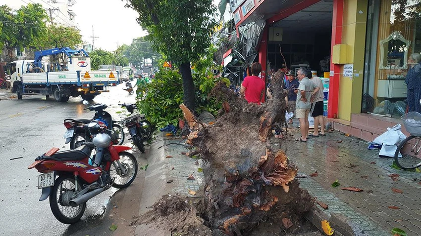 Ghi nhận, phần gốc cây đã bị mục một số rễ. Ảnh: NT Ghi nhận, phần gốc cây đã bị mục một số rễ. Ảnh: NT