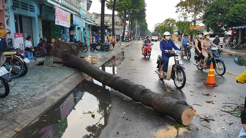 Trong lúc đó, một số cây dầu ngã trực tiếp ra đường khiến giao thông qua khu vực gặp khó khăn. Ảnh: NT Trong lúc đó, một số cây dầu ngã trực tiếp ra đường khiến giao thông qua khu vực gặp khó khăn. Ảnh: NT