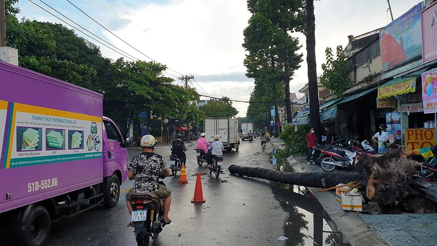 Theo một người dân, may mắn thời điểm cây ngã đổ đường vắng, không ai bị thương. Ảnh: NT Theo một người dân, may mắn thời điểm cây ngã đổ đường vắng, không ai bị thương. Ảnh: NT