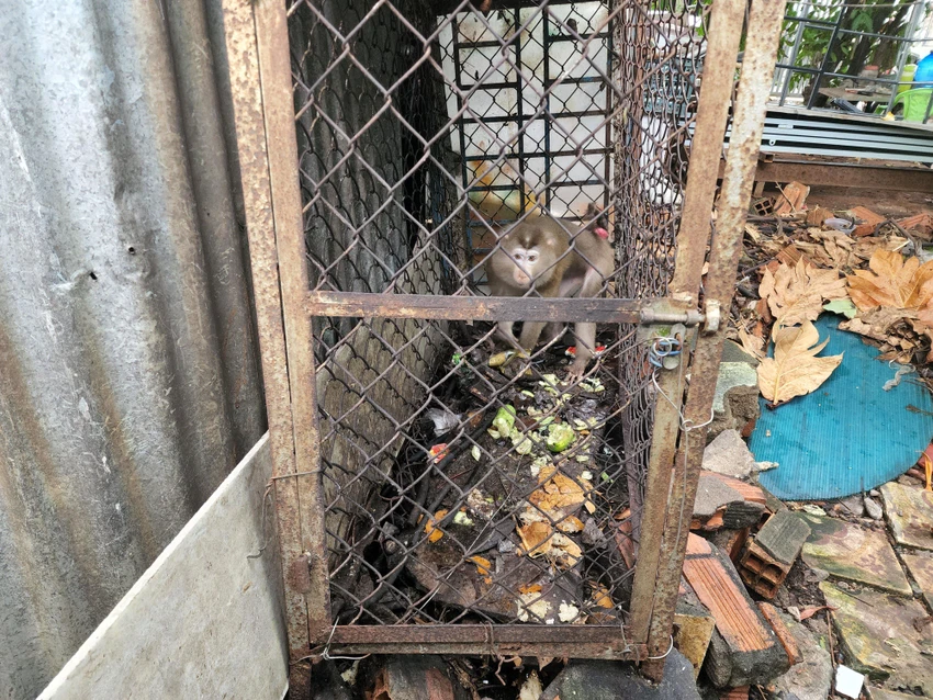 Người dân TP Thủ Đức bàn giao khỉ đuôi lợn cho kiểm lâm bàn giao khỉ đuôi lợn