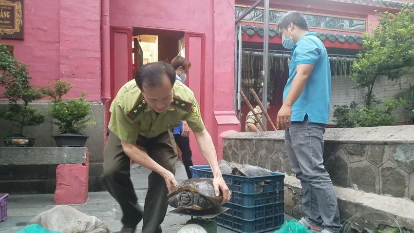 Có cá thể rùa cân nặng đến khoảng 15 kg. Ảnh: HT Có cá thể rùa cân nặng đến khoảng 15 kg. Ảnh: HT