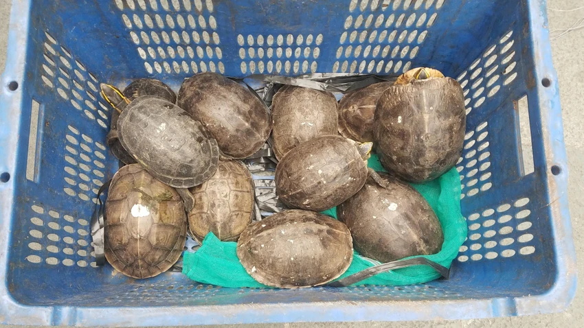 Tất cả số rùa này sẽ được đưa về trung tâm cứu hộ động vật hoang dã để chăm sóc trước khi thả về tự nhiên. Ảnh: HT Tất cả số rùa này sẽ được đưa về trung tâm cứu hộ động vật hoang dã để chăm sóc trước khi thả về tự nhiên. Ảnh: HT