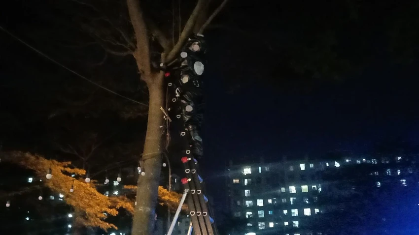 Cảnh sát bắc thang, leo bộ lên cây để tiếp cận tổ ong. Ảnh: CA Cảnh sát bắc thang, leo bộ lên cây để tiếp cận tổ ong. Ảnh: CA