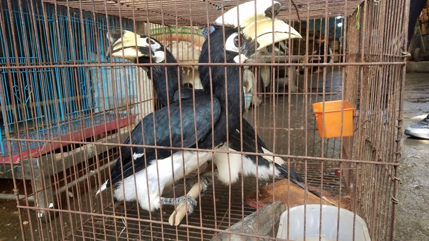 Hai con chim cao cát được người đàn ông bàn giao cho kiểm lâm. Ảnh: HT Hai con chim cao cát được người đàn ông bàn giao cho kiểm lâm. Ảnh: HT