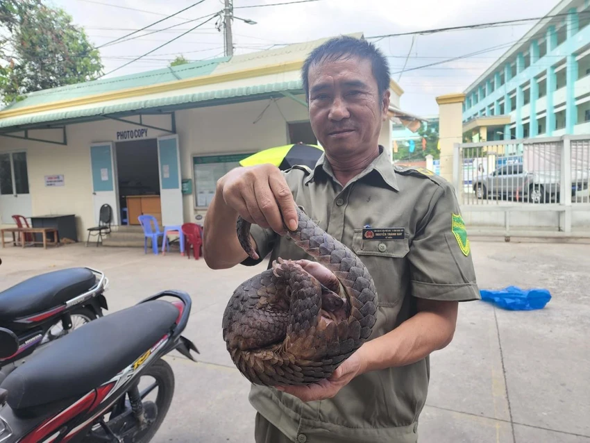 Bảo vệ dân phố thấy con tê tê kiếm ăn ở đống rác, tưởng là chồn bao-ve-dan--pho-thay-te-te-tuong-con-chon