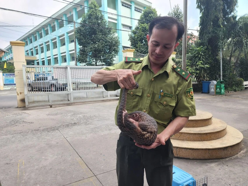 Bảo vệ dân phố thấy con tê tê kiếm ăn ở đống rác, tưởng là chồn bao-ve-dan--pho-thay-te-te-tuong-con-chon