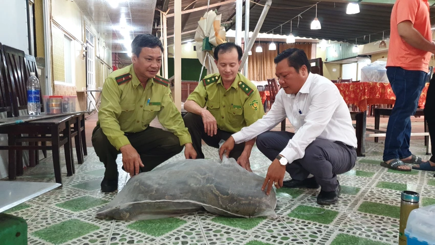 Bàn giao trăn khủng nặng hơn nửa tạ, dài 5 mét ở quận 7 ban-giao-tran-khung-hon-5-met-nang-hon-nua-ta