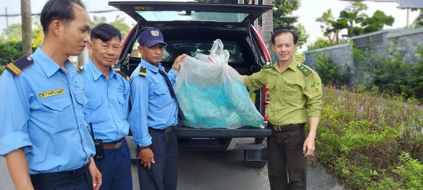 Hai con trăn đất đã được bàn giao cho kiểm lâm đưa về trung tâm cứu hộ chăm sóc. Ảnh: HT Hai con trăn đất đã được bàn giao cho kiểm lâm đưa về trung tâm cứu hộ chăm sóc. Ảnh: HT