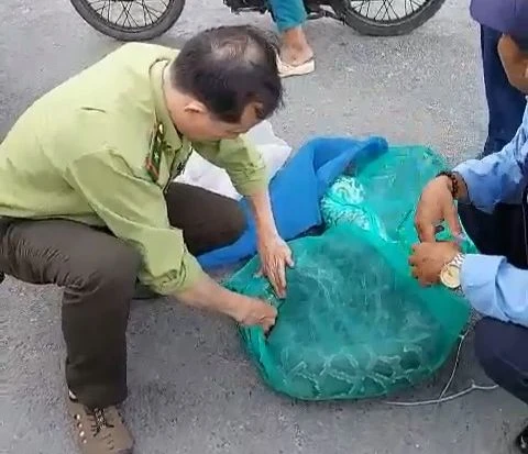 Hai con trăn đất 1 đực, 1 cái có tổng trọng lượng 42kg. Ảnh: HT Hai con trăn đất 1 đực, 1 cái có tổng trọng lượng 42kg. Ảnh: HT
